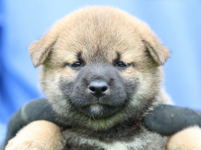 FP5A1355-puppy FP5A1355-puppy