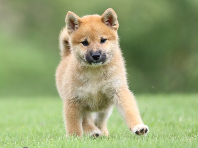FP5A1356-puupy-shibainu FP5A1356-puupy-shibainu