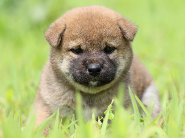 FP5A1370-puppy FP5A1370-puppy