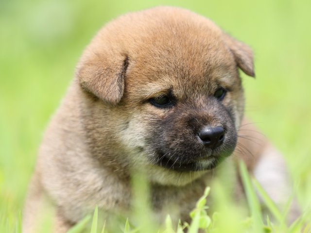 FP5A1378-puppy FP5A1378-puppy