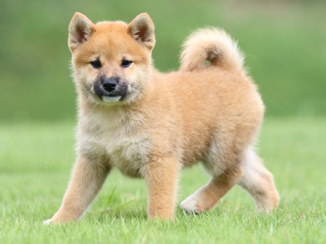 FP5A1385-puupy-shibainu FP5A1385-puupy-shibainu