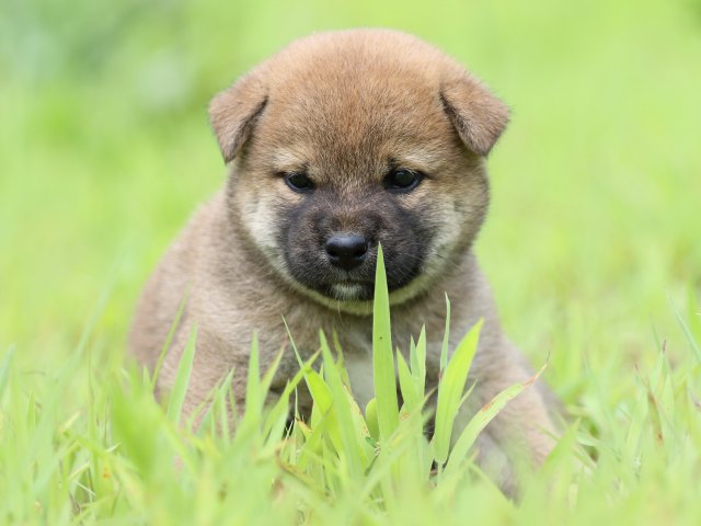FP5A1399-puppy FP5A1399-puppy