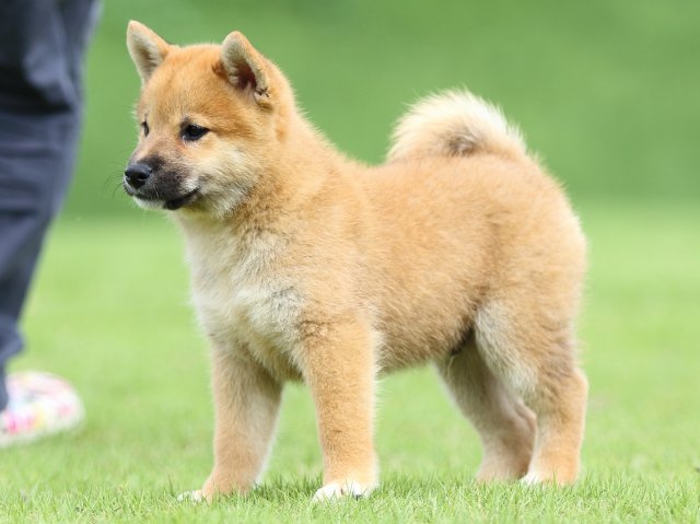 FP5A1402-puupy-shibainu FP5A1402-puupy-shibainu