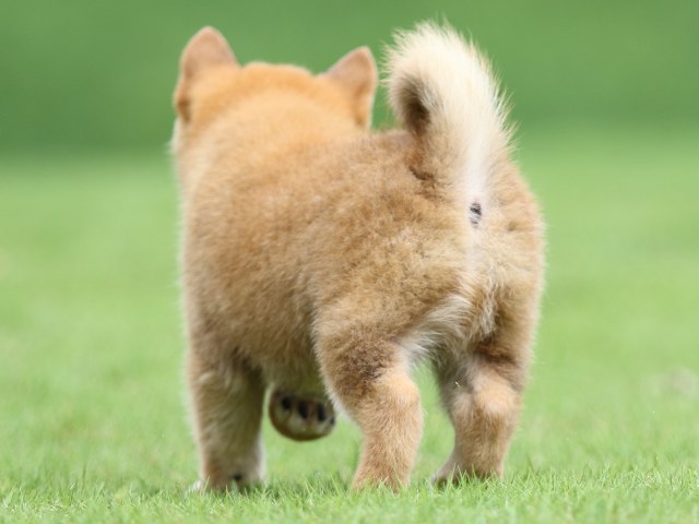 FP5A1414-puupy-shibainu FP5A1414-puupy-shibainu