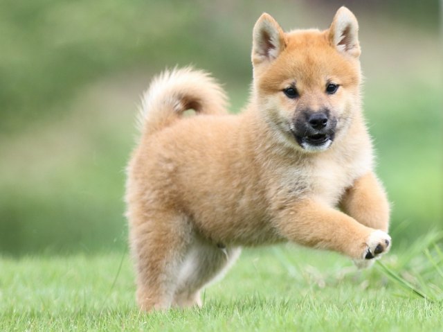 FP5A1432-puupy-shibainu FP5A1432-puupy-shibainu