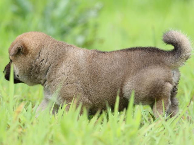 FP5A1436-puppy FP5A1436-puppy