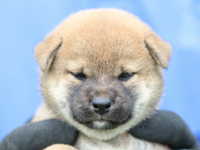 FP5A1442-puppy FP5A1442-puppy
