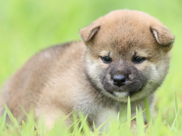 FP5A1466-puppy FP5A1466-puppy