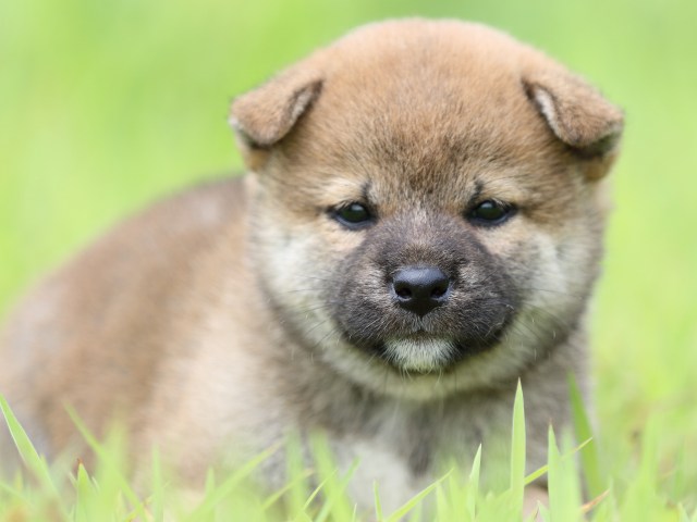 FP5A1481-puppy FP5A1481-puppy