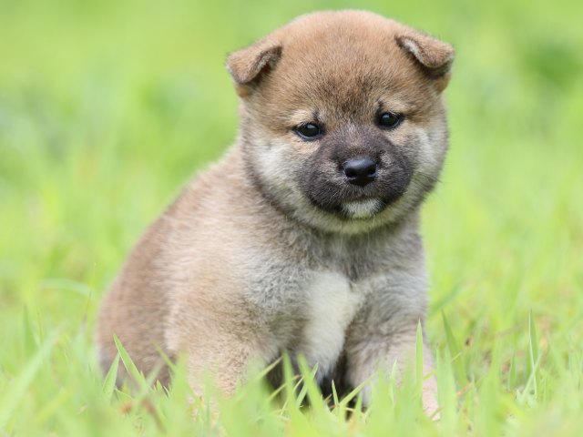 FP5A1504-puppy FP5A1504-puppy