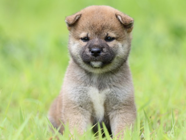 FP5A1513-puppy FP5A1513-puppy