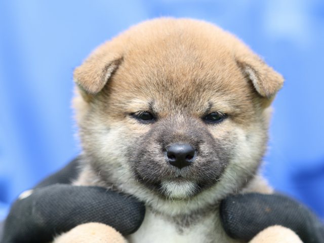 FP5A1518-puppy FP5A1518-puppy
