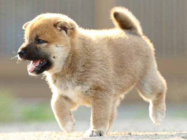 FP5A1668-puupy-puppy FP5A1668-puupy-puppy
