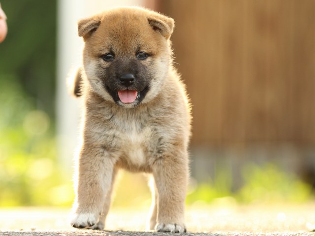 FP5A1681-puupy-puppy FP5A1681-puupy-puppy