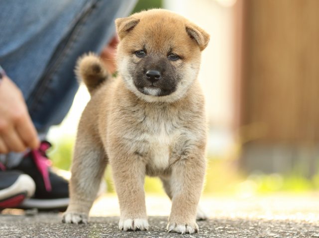 FP5A1691-puupy-puppy FP5A1691-puupy-puppy