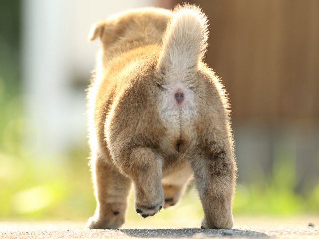 FP5A1694-puupy-puppy FP5A1694-puupy-puppy