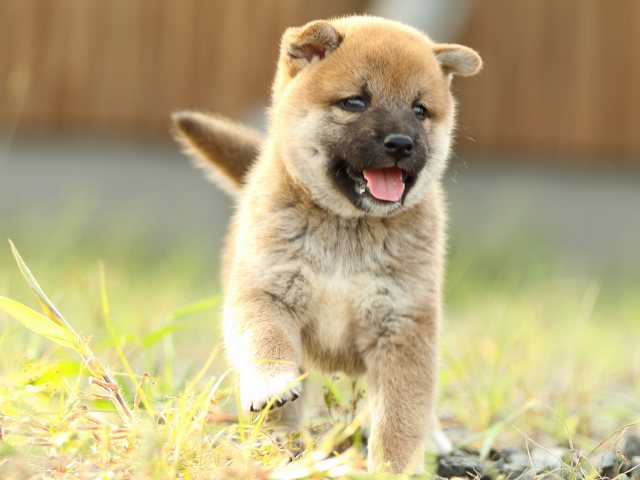 FP5A1739-puupy-puppy FP5A1739-puupy-puppy