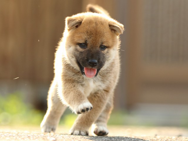 FP5A1828-puupy-puppy FP5A1828-puupy-puppy