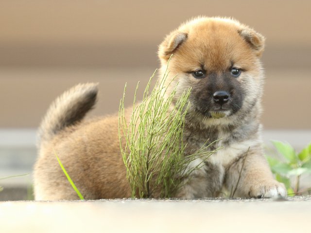 FP5A1853-puupy-puppy FP5A1853-puupy-puppy