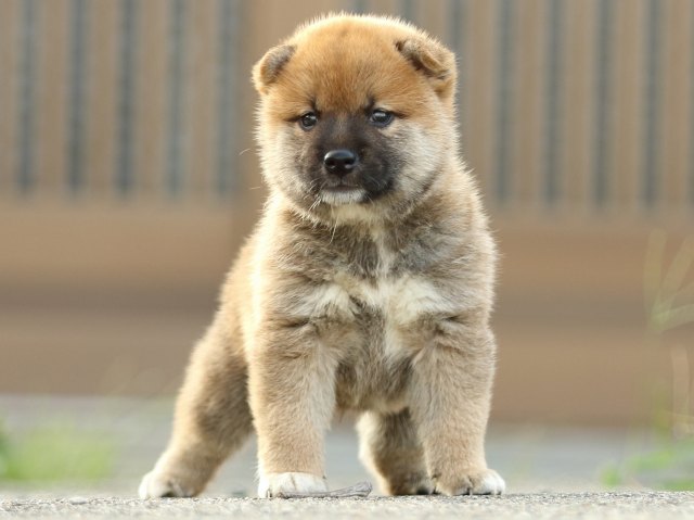 FP5A1873-puupy-puppy FP5A1873-puupy-puppy