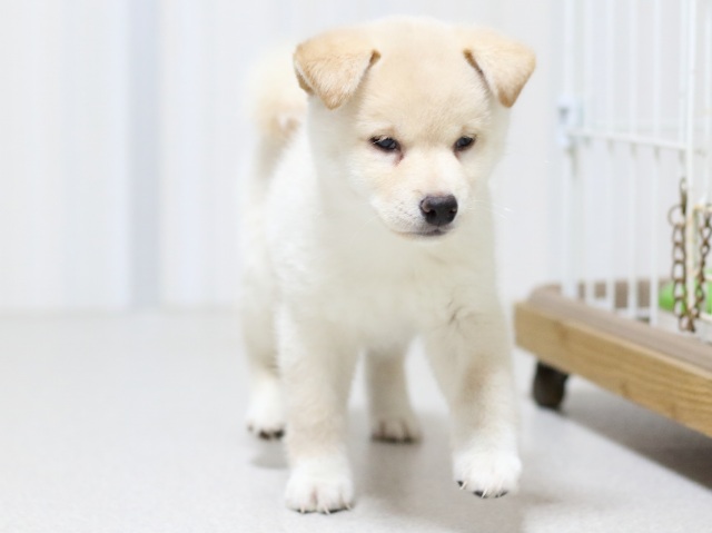 FP5A2883-puupy-shibainu FP5A2883-puupy-shibainu