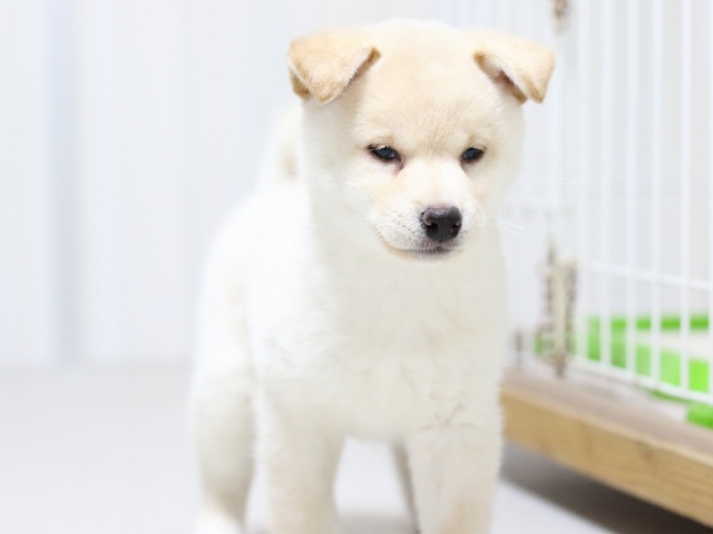 FP5A2897-puupy-shibainu FP5A2897-puupy-shibainu