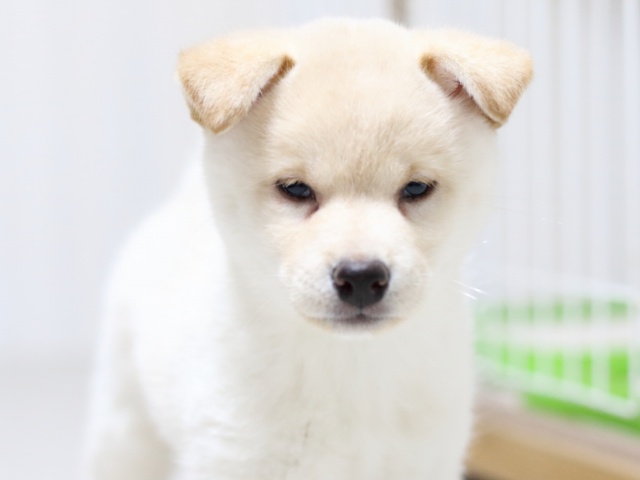 FP5A2904-puupy-shibainu FP5A2904-puupy-shibainu