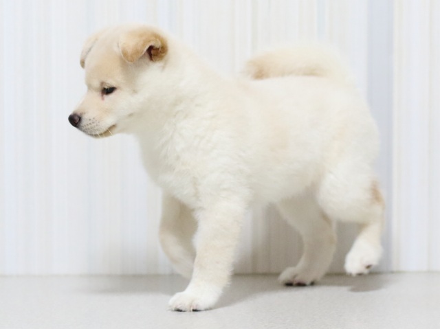 FP5A2909-puupy-shibainu FP5A2909-puupy-shibainu