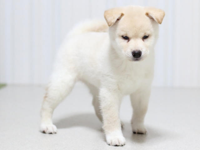 FP5A2934-puupy-shibainu FP5A2934-puupy-shibainu