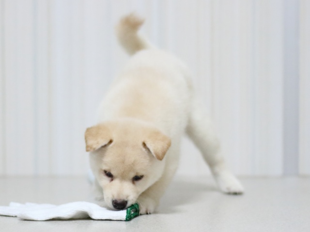 FP5A2974-puupy-shibainu FP5A2974-puupy-shibainu