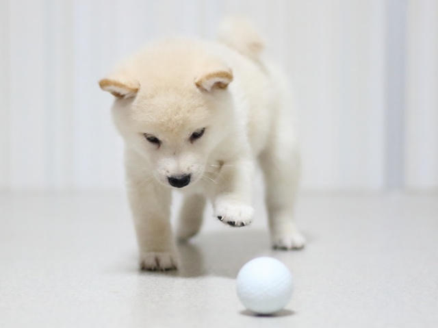 FP5A3012-puupy-shibainu FP5A3012-puupy-shibainu