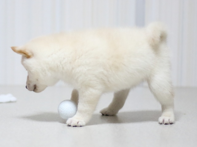 FP5A3017-puupy-shibainu FP5A3017-puupy-shibainu