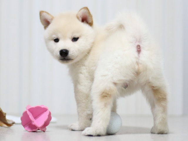 FP5A3021-puupy-shibainu FP5A3021-puupy-shibainu