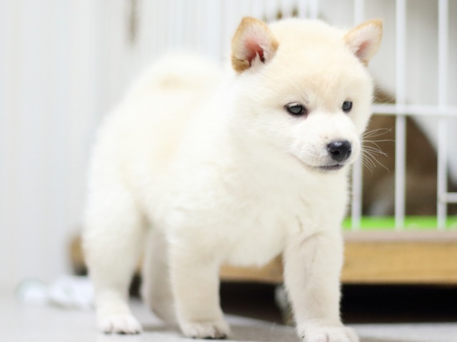 FP5A3037-puupy-shibainu FP5A3037-puupy-shibainu
