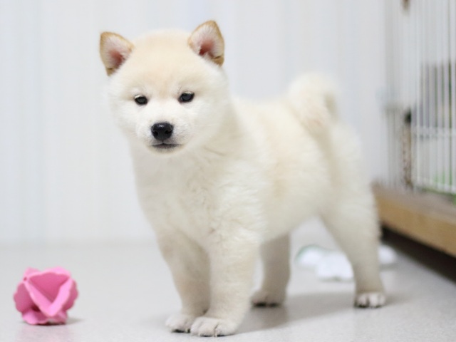 FP5A3057-puupy-shibainu FP5A3057-puupy-shibainu
