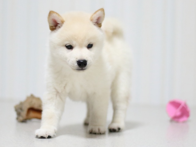 FP5A3070-puupy-shibainu FP5A3070-puupy-shibainu