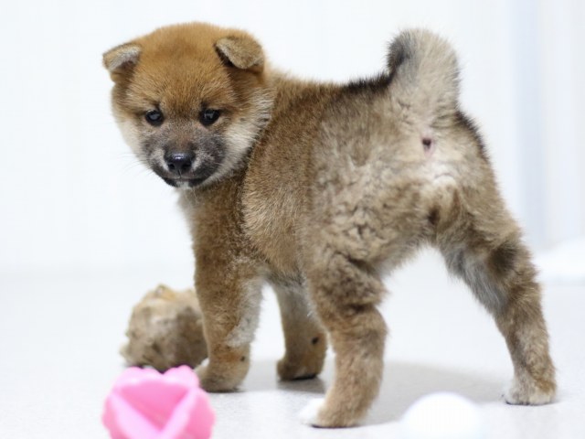 FP5A3081-puupy-shibainu FP5A3081-puupy-shibainu
