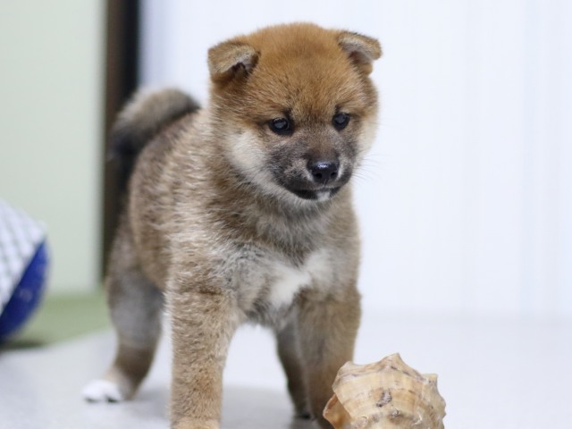 FP5A3086-puupy-shibainu FP5A3086-puupy-shibainu