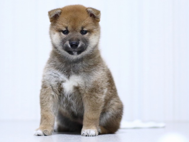 FP5A3103-puupy-shibainu FP5A3103-puupy-shibainu