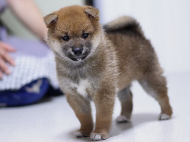 FP5A3109-puupy-shibainu FP5A3109-puupy-shibainu