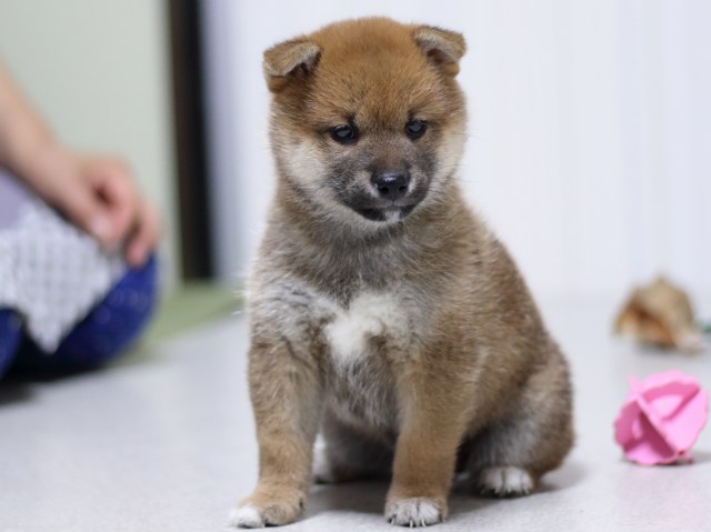FP5A3112-puupy-shibainu FP5A3112-puupy-shibainu