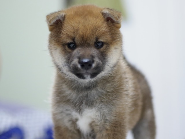 FP5A3116-puupy-shibainu FP5A3116-puupy-shibainu