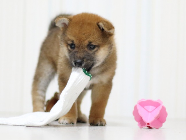 FP5A3128-puupy-shibainu FP5A3128-puupy-shibainu