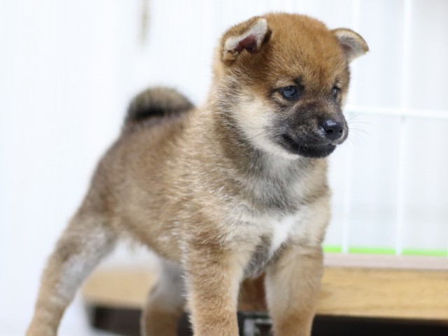 FP5A3134-puupy-shibainu FP5A3134-puupy-shibainu