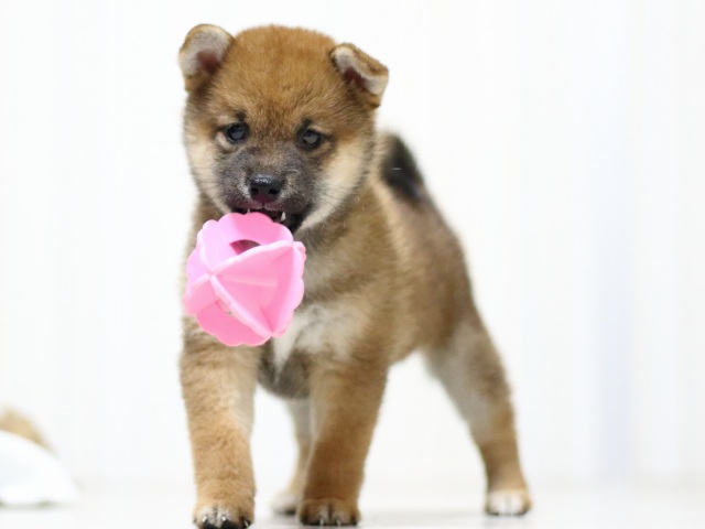 FP5A3141-puupy-shibainu FP5A3141-puupy-shibainu