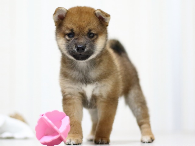 FP5A3143-puupy-shibainu FP5A3143-puupy-shibainu