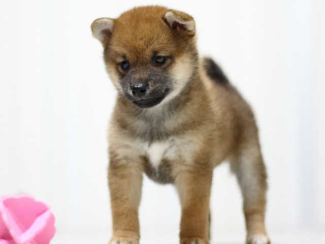 FP5A3144-puupy-shibainu FP5A3144-puupy-shibainu