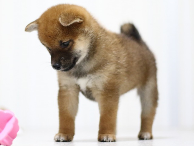 FP5A3146-puupy-shibainu FP5A3146-puupy-shibainu