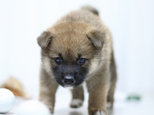 FP5A3170-puupy-shibainu FP5A3170-puupy-shibainu