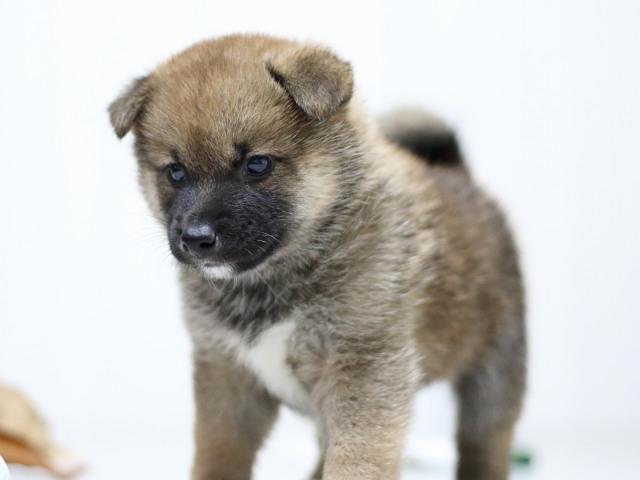 FP5A3172-puupy-shibainu FP5A3172-puupy-shibainu